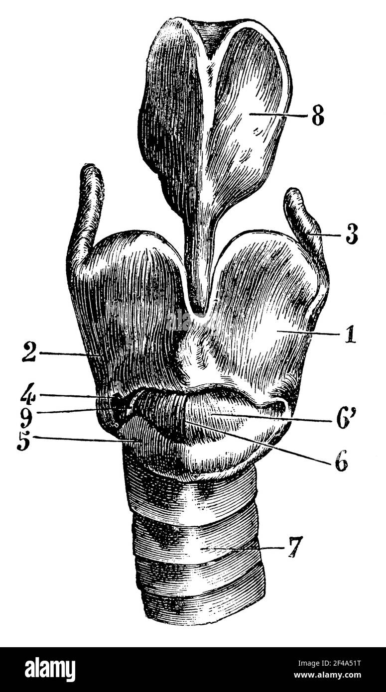Cartilage larynx vu de l'avant. Illustration du 19e siècle. Allemagne. Arrière-plan blanc. Banque D'Images