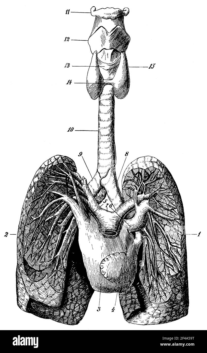 Larynx, trachée et poumons. Illustration du 19e siècle. Allemagne. Arrière-plan blanc. Banque D'Images