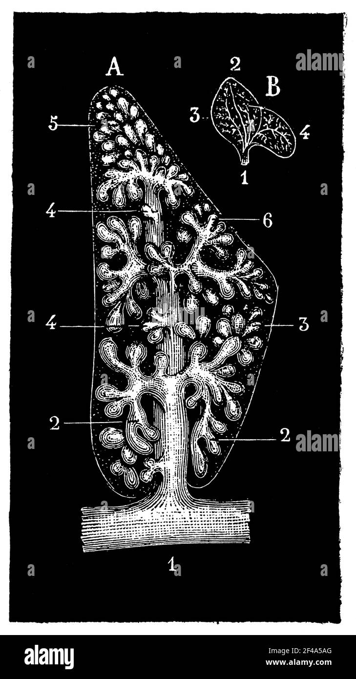 Construction des lobules (lobuli pulmonalis). Illustration du 19e siècle. Allemagne. Arrière-plan blanc. Banque D'Images