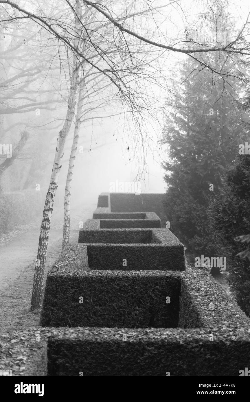Un cliché en échelle de gris de buissons couverts dans le brouillard à Hoetger Park, Dortmund, Allemagne Banque D'Images