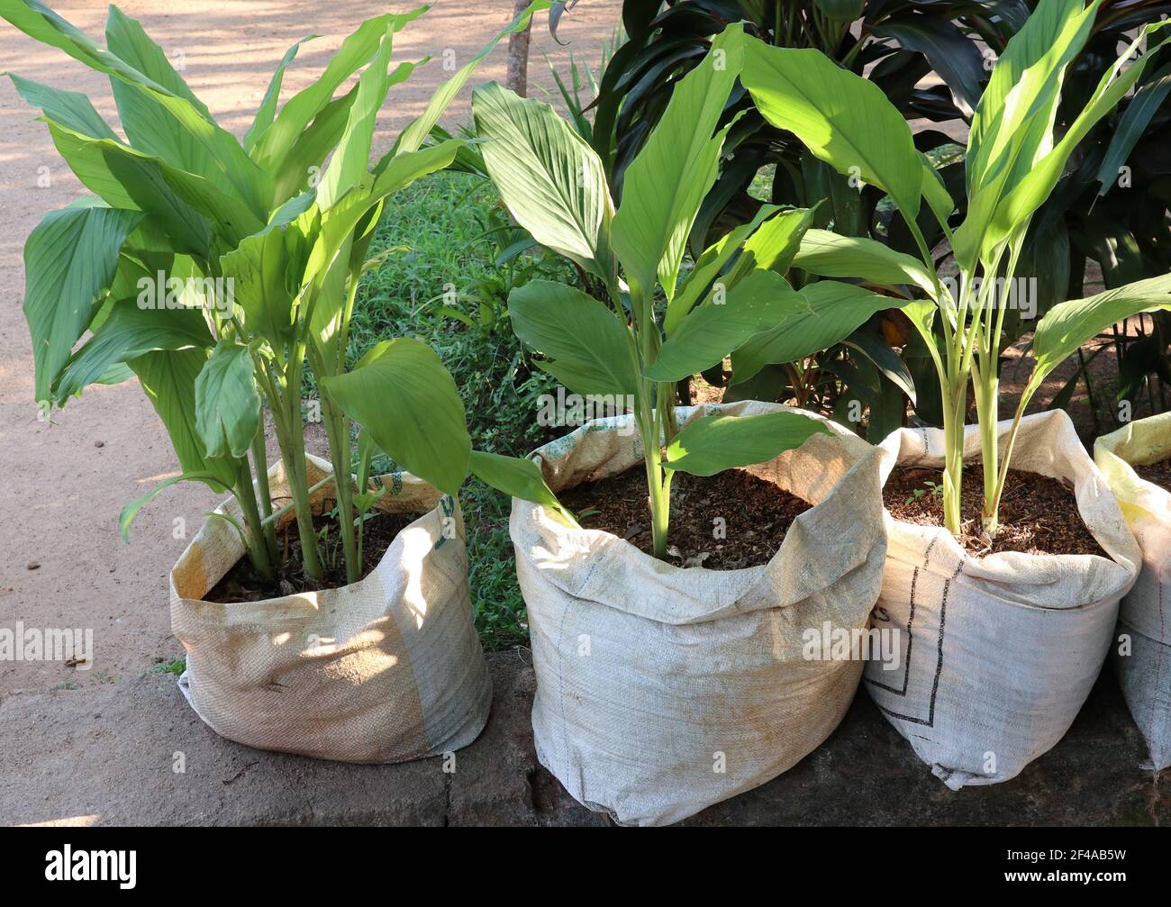 Maison avec vue sur le jardin des plantes turmeriques plantées sur de grands sacs retiré après utilisation Banque D'Images