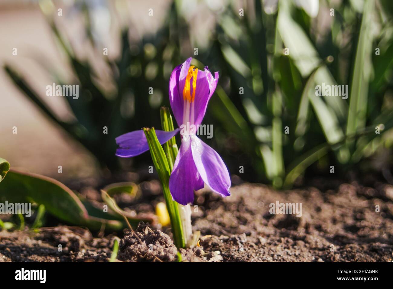 Effet de flou une fleur de safran pousse dans le jardin par temps ensoleillé. Arrière-plan vert flou. Hors foyer Banque D'Images