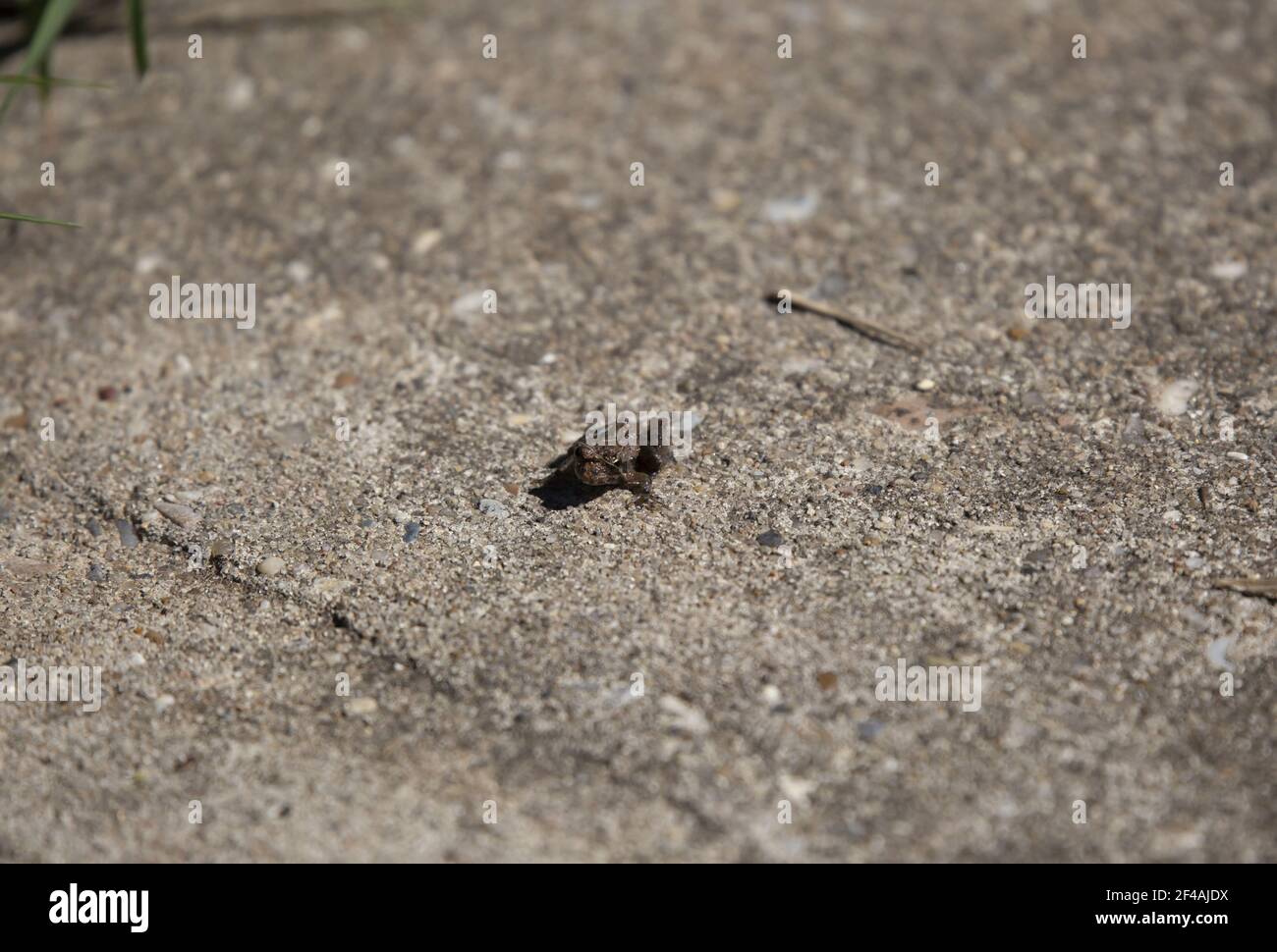 Petite grenouille chorus de Strecker (Pseudacris streckeri) brune sur un trottoir en ciment Banque D'Images