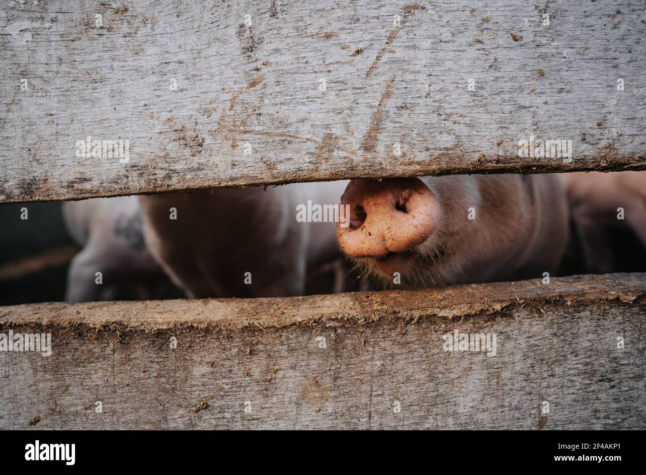 Nez de porc derrière une clôture en bois dans une ferme Banque D'Images