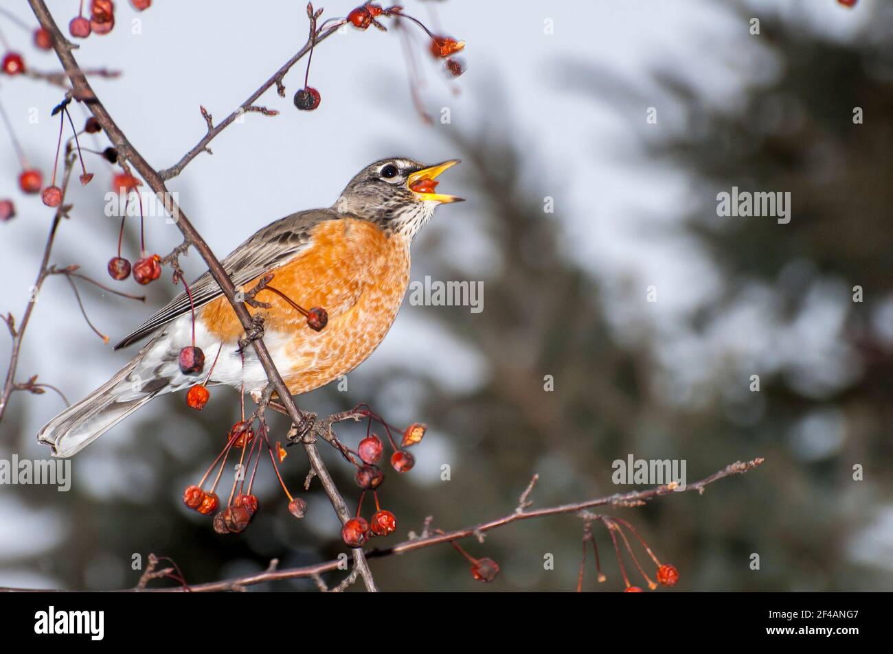 Vadnais Heights, Minnesota. Robin américain, Turdus migratorius avalant une baie d'un écrevisse au printemps. Banque D'Images