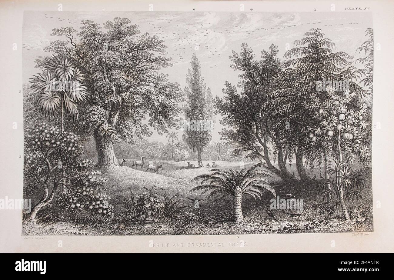 Plaque intitulée 'arbres fruitiers et ornementals', de William Rhind 'The Vegetable Kingdom', 1860 Banque D'Images
