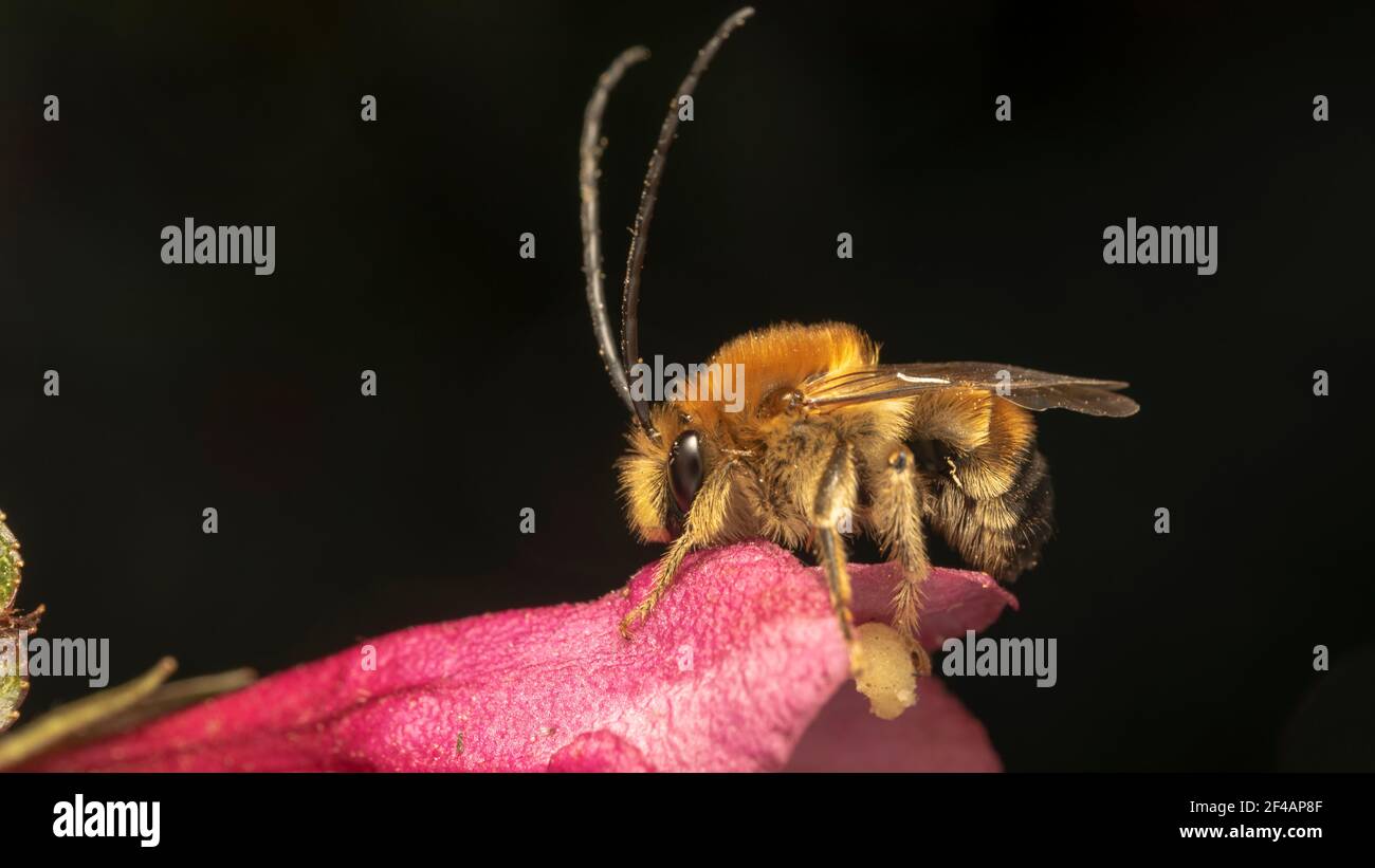 abeille à cornes longues (lat. Eucera longicornis) est une espèce d'abeille de la famille des Apidae, de la sous-famille des Apinae et de la tribu des Eucerini Banque D'Images