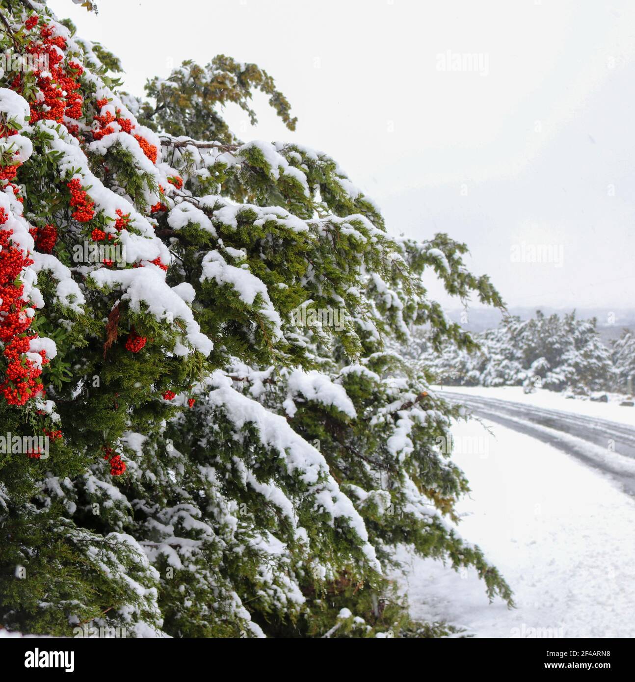 La neige sur les branches d'arbres Banque D'Images