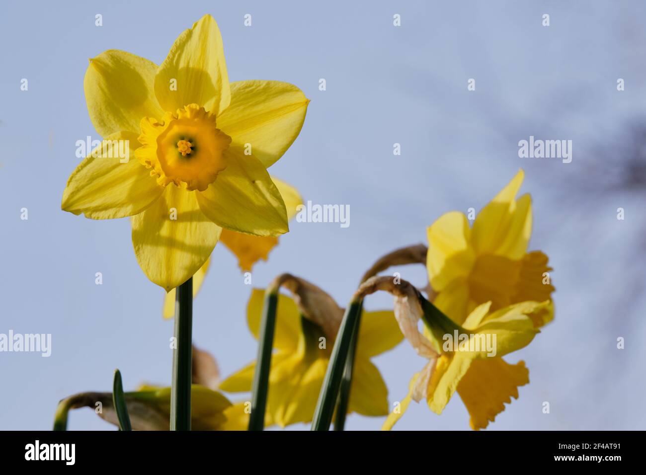 Faces de jonquille jaune parfaites, directement vers l'avant, montrant la structure des pétales, les étamines et les pollens. Les autres en arrière-plan sont flous contre le ciel bleu. Banque D'Images