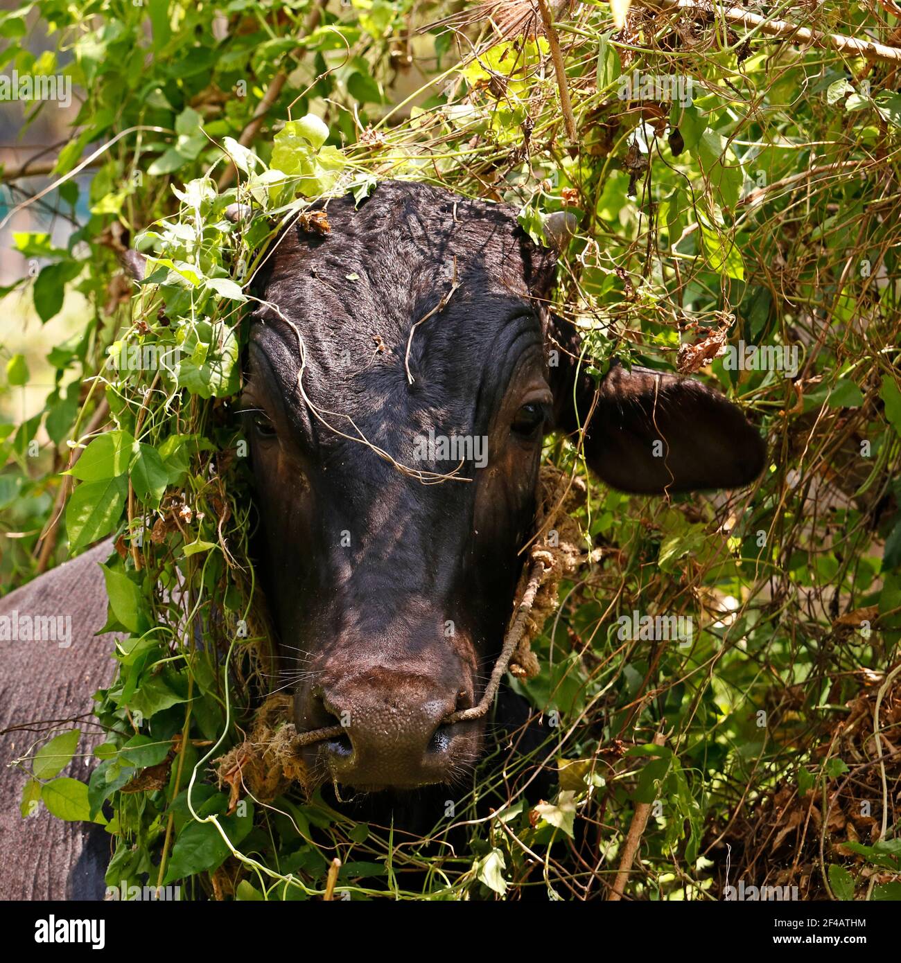 vache noire indienne utilisant des plantes vertes comme réducteur de chaleur Banque D'Images