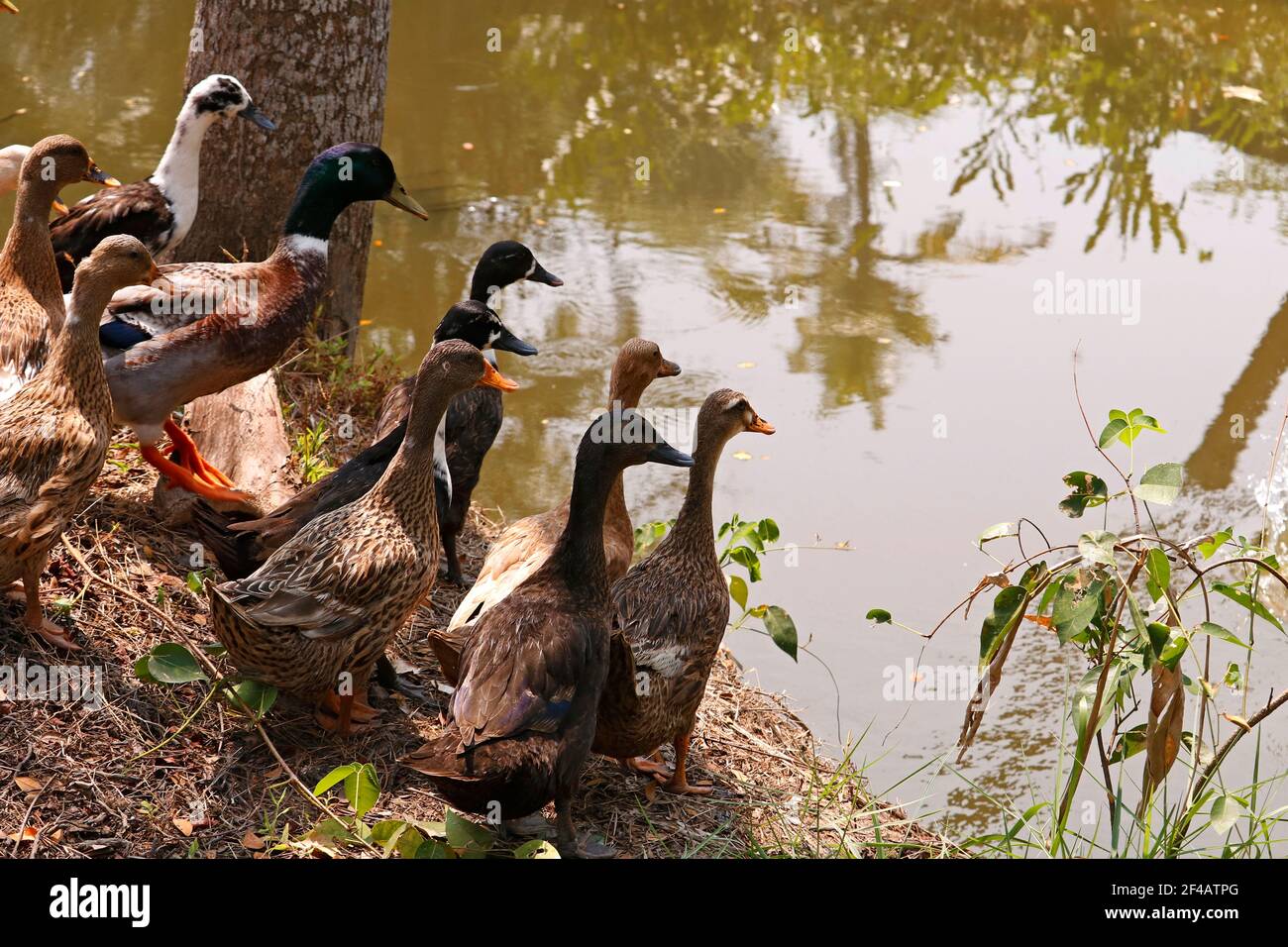 groupe de canards sont debout près de l'étang Banque D'Images