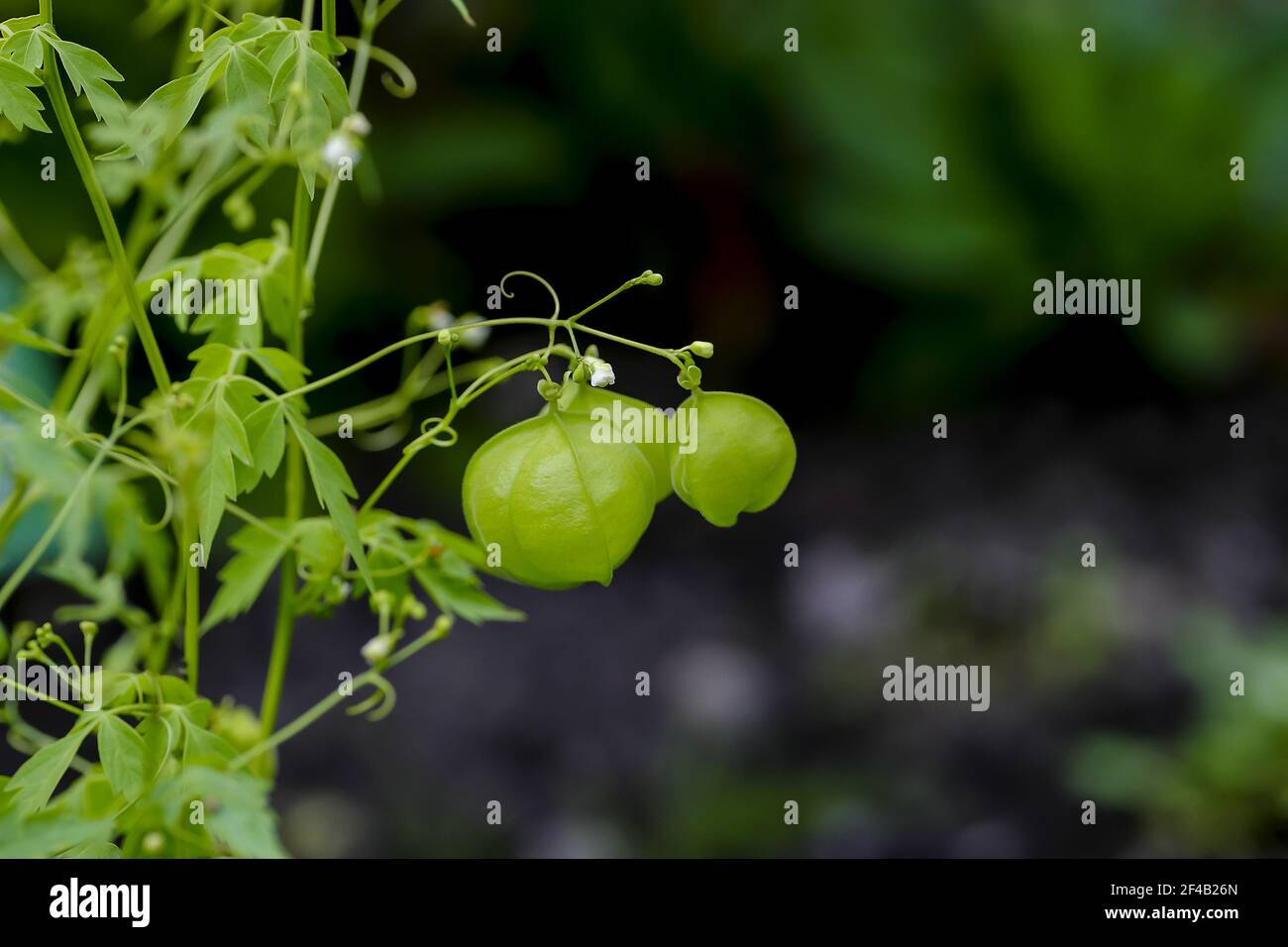 Fruits encore non mûrs (verts) de la plante de ballon ou l'amour dans une bouffée - Cardiospermum halicabium - en début d'été, Bavière, Allemagne, Europa Banque D'Images