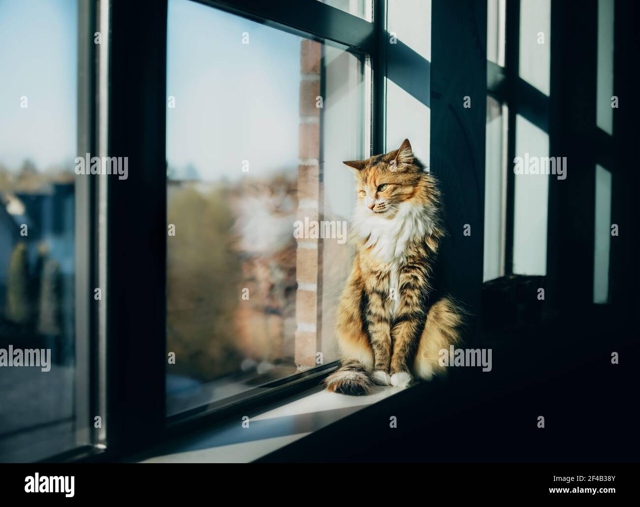 Chat assis sur le rebord de la fenêtre, tôt le matin. Jolie chatte femelle rayée qui regarde les oiseaux à travers la fenêtre. Ombres lourdes avec réflexion de chat défoqué. Banque D'Images