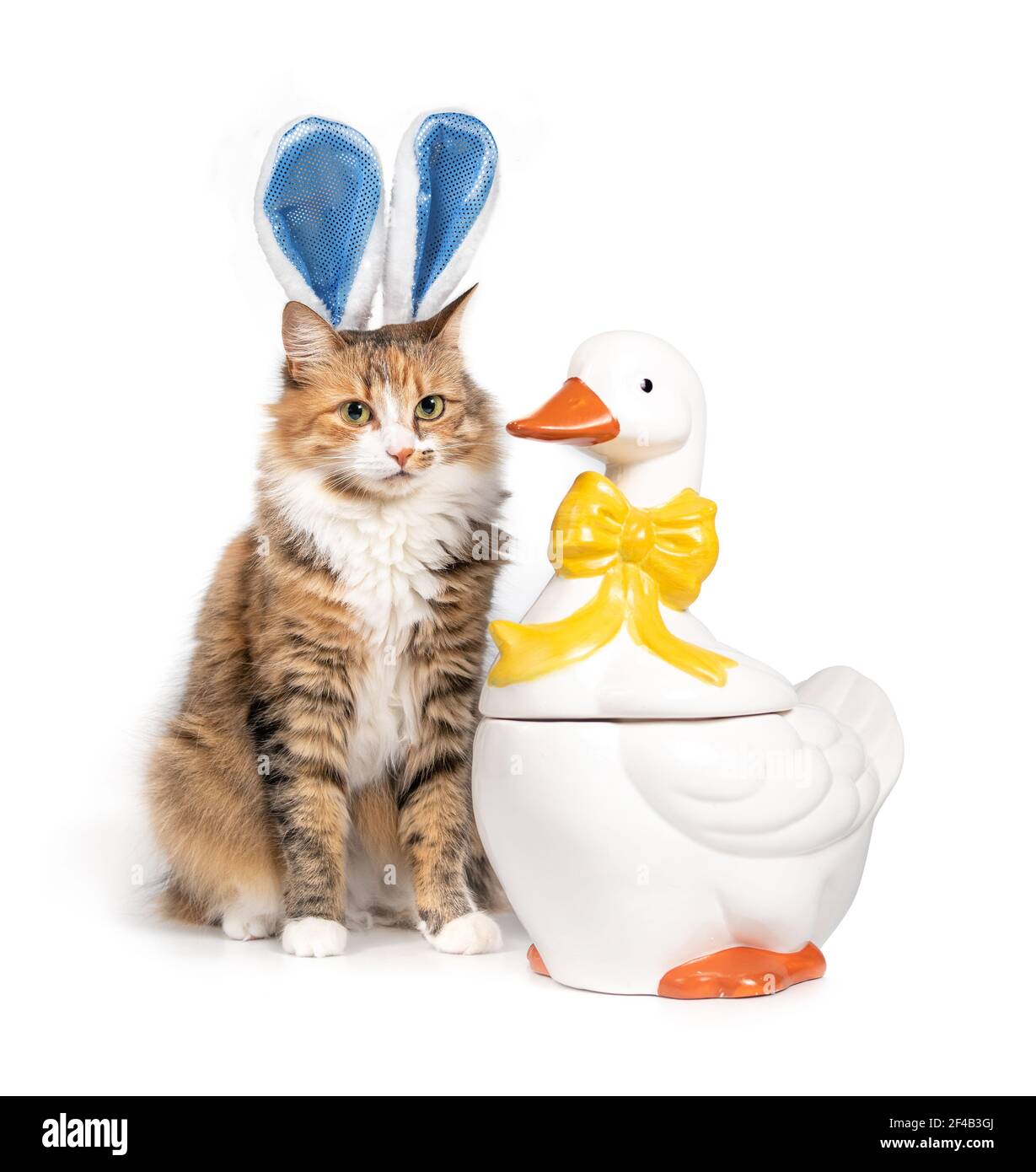 Chat habillé comme lapin de Pâques. Portrait de chat à thème des fêtes de Pâques drôle. Un chaton moelleux aux oreilles de lapin est assis ou posé à côté d'une oie blanche W Banque D'Images