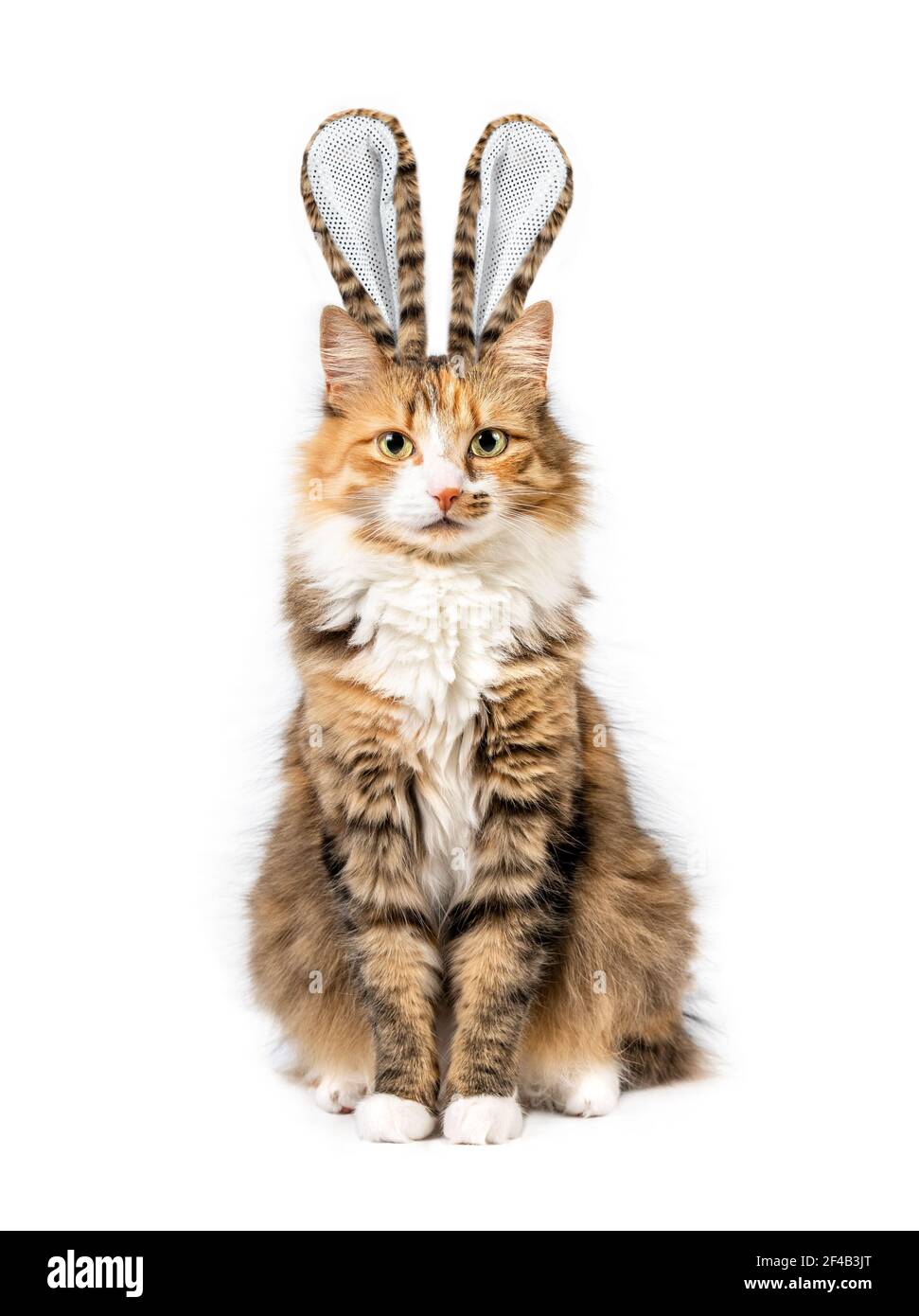 Chat habillé comme lapin de Pâques. Portrait de chat à thème des fêtes de Pâques drôle. Un chaton moelleux avec des oreilles de lapin en fourrure assorties est assis et regarde la came Banque D'Images
