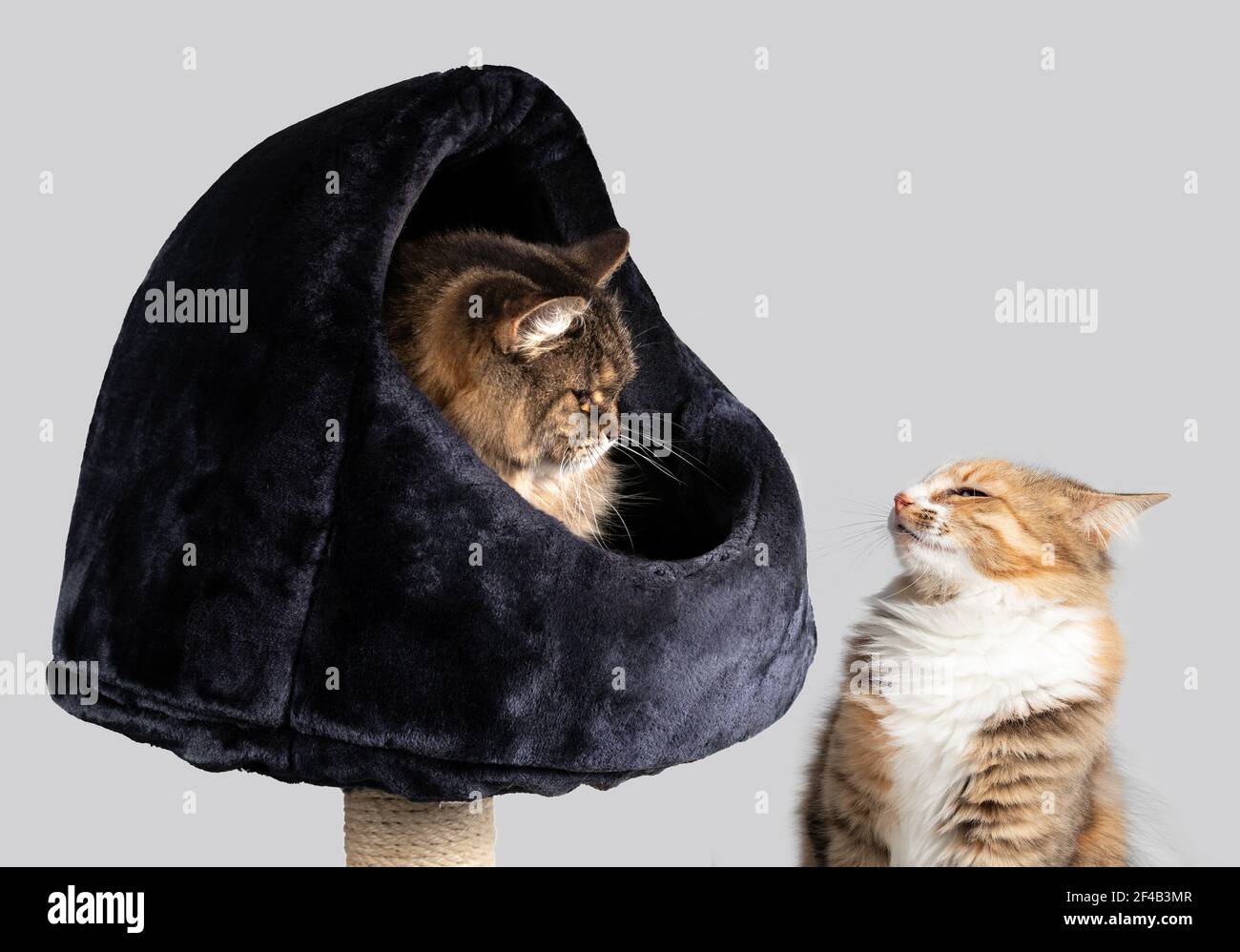 Dominant female Banque de photographies et d’images à haute résolution Alamy