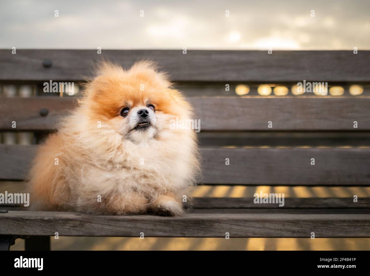 Chien de Poméranie posé sur le banc du parc au lever du soleil. Portrait complet du corps d'un chien jouet orange très moelleux, assis devant un arrière-plan flou et bokeh wi Banque D'Images