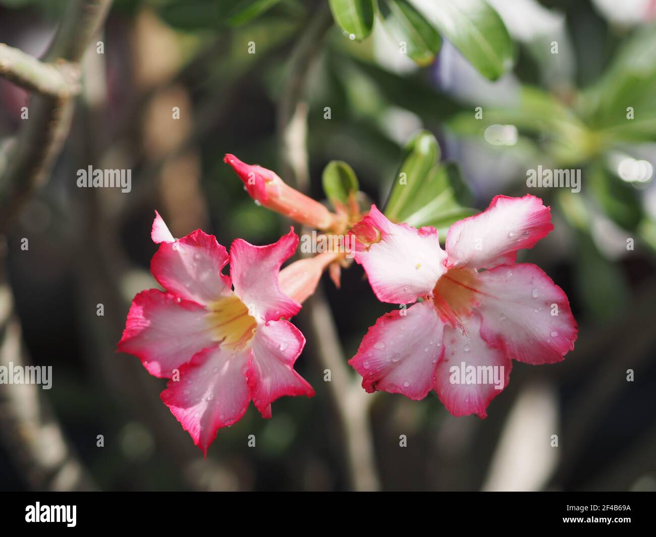 Oleander doux, Rose Bay, Nerium Oleander nom arbre de fleurs rose dans le jardin sur fond flou de la nature, les feuilles sont de forme ovale unique, la pointe et t Banque D'Images