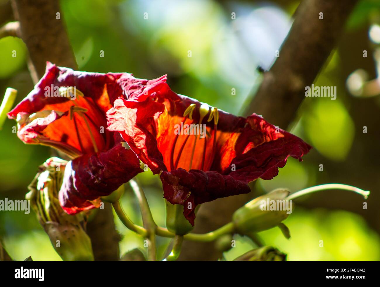 Les grandes fleurs rouges de sang de la Kigelia Africana, (connue sous le nom de l'arbre de saucisse en raison de ses fruits en forme de saucisse) avec le soleil se couche d'en haut Banque D'Images