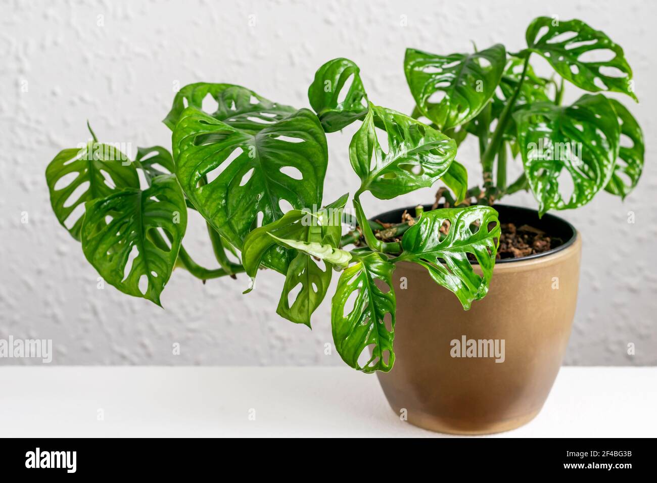 Monstera Monkey Mask en pot brun sur le fond du mur. Mini Monstera tropical Monkey Mask Closeup en pot. Jardinage à la maison, prendre soin des plantes con Banque D'Images