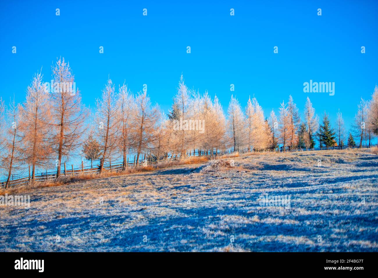 Paysage du matin en hiver, Tihuta, Roumanie Banque D'Images