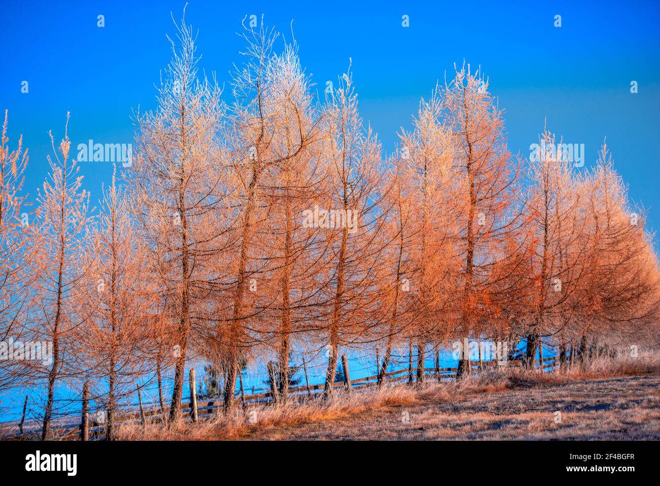Paysage du matin en hiver, Tihuta, Roumanie Banque D'Images