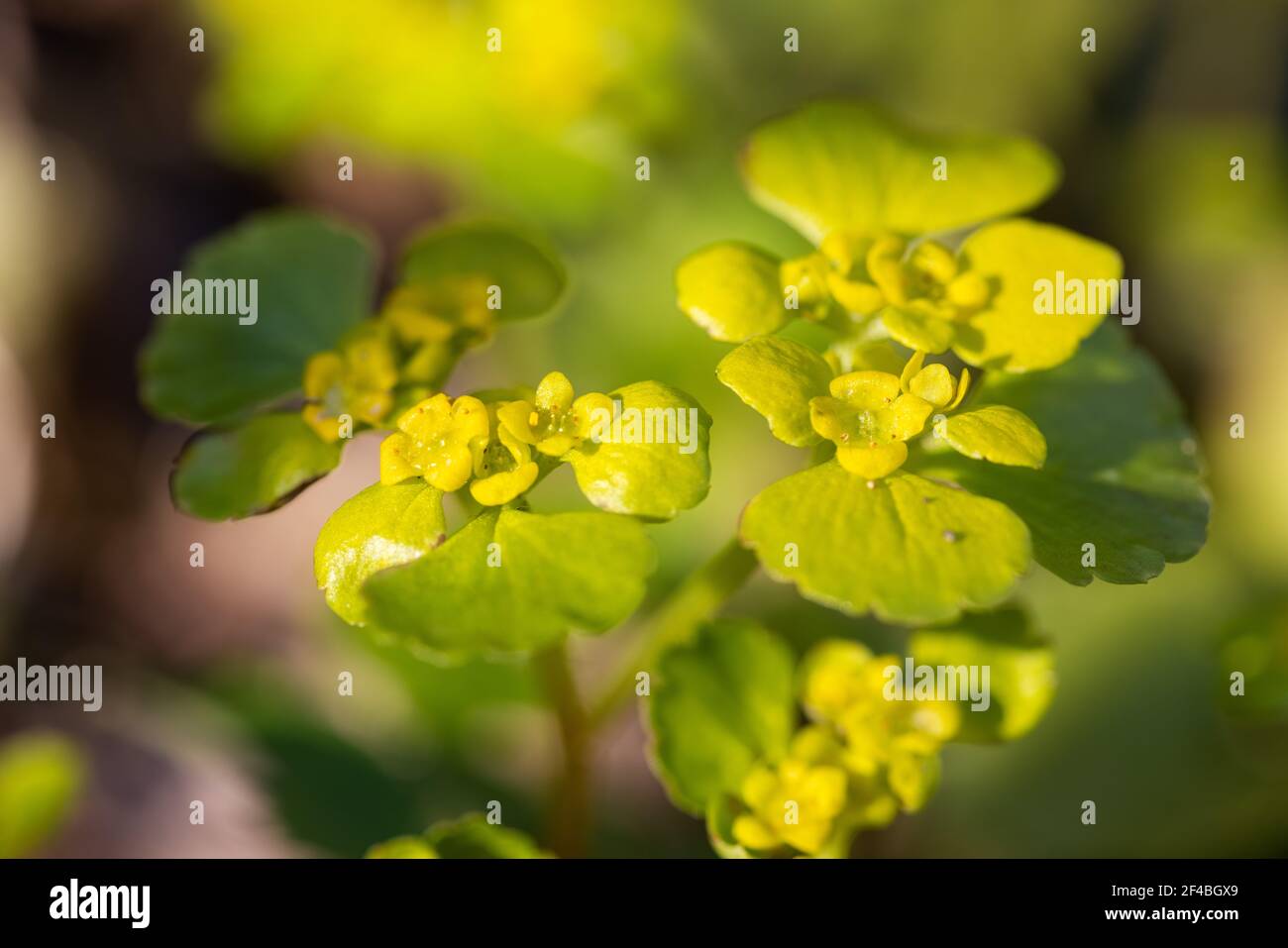 Gros plan du Chrysosplenium alternifolium, saxifrage doré à feuilles alternées Banque D'Images