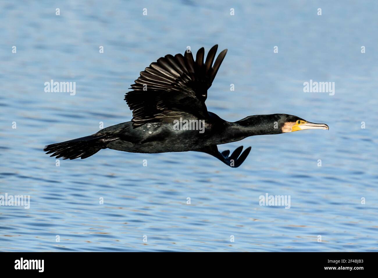 Grand cormoran (Phalacrocorax carbo) survolant un lac à Dorset, Royaume-Uni Banque D'Images