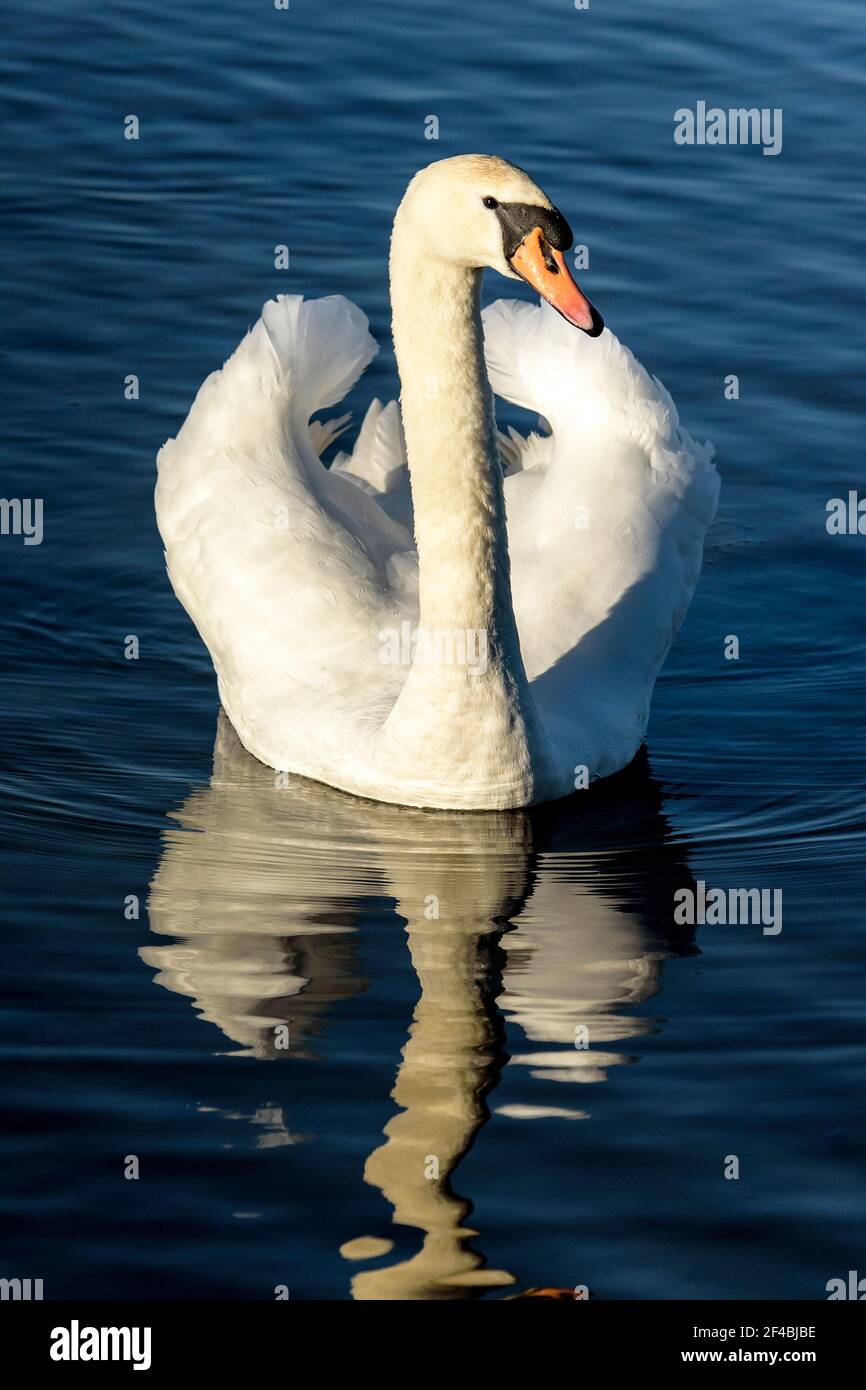 Mute Swan (Cygnus olor) nageant sur un lac à Dorset, Royaume-Uni Banque D'Images