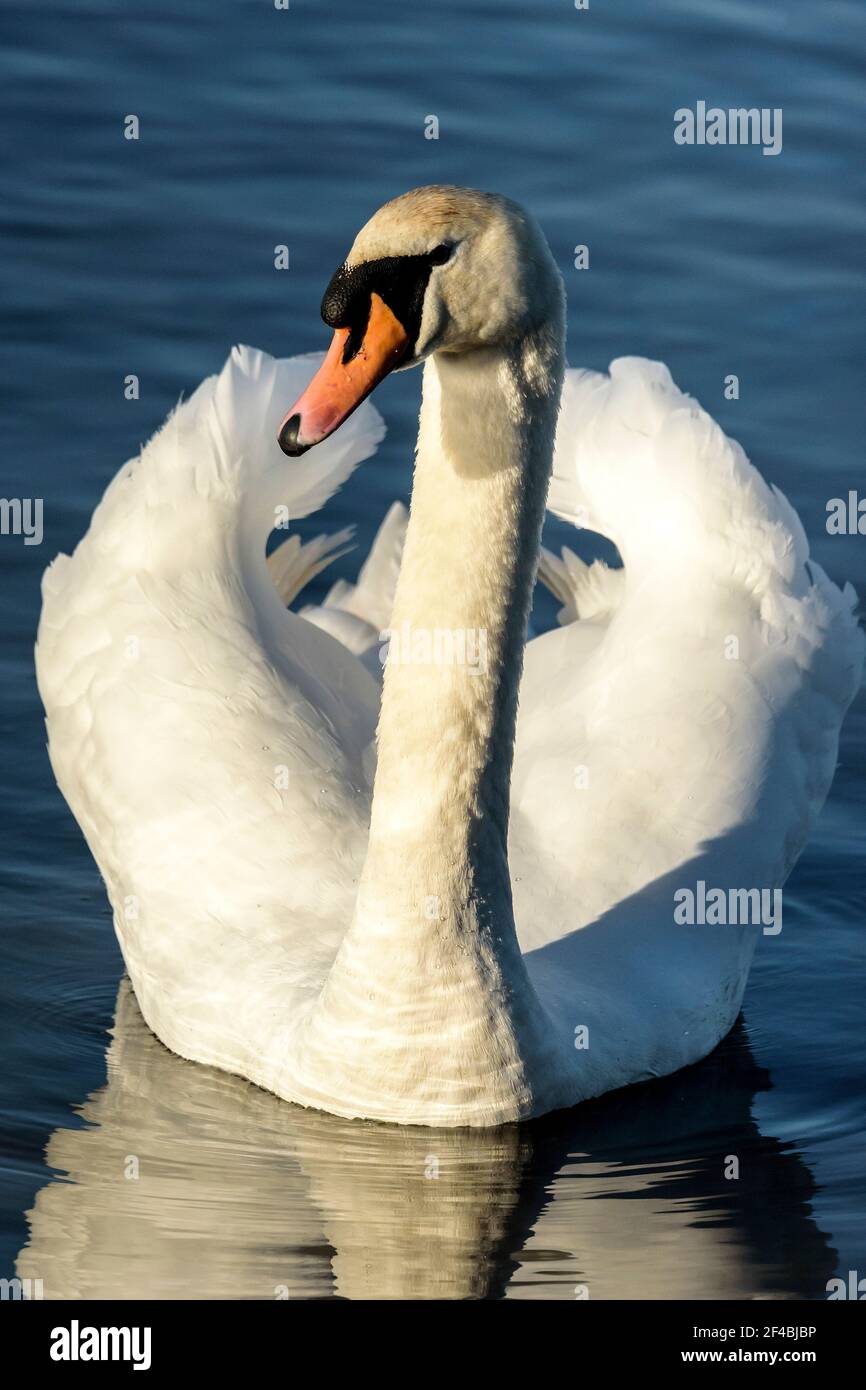 Mute Swan (Cygnus olor) nageant sur un lac à Dorset, Royaume-Uni Banque D'Images