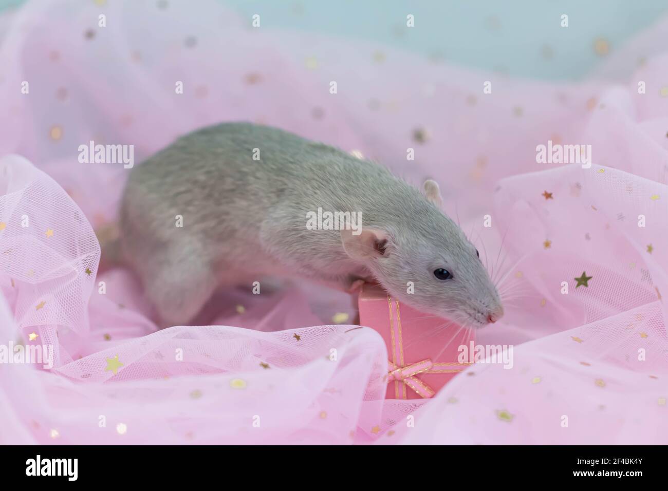 Un joli petit rat gris décoratif se trouve parmi des plis de tissu rose clair et aéré avec des paillettes. Ouverture d'une boîte cadeau avec un noeud. Un animal drôle. Cl. Rongeur Banque D'Images