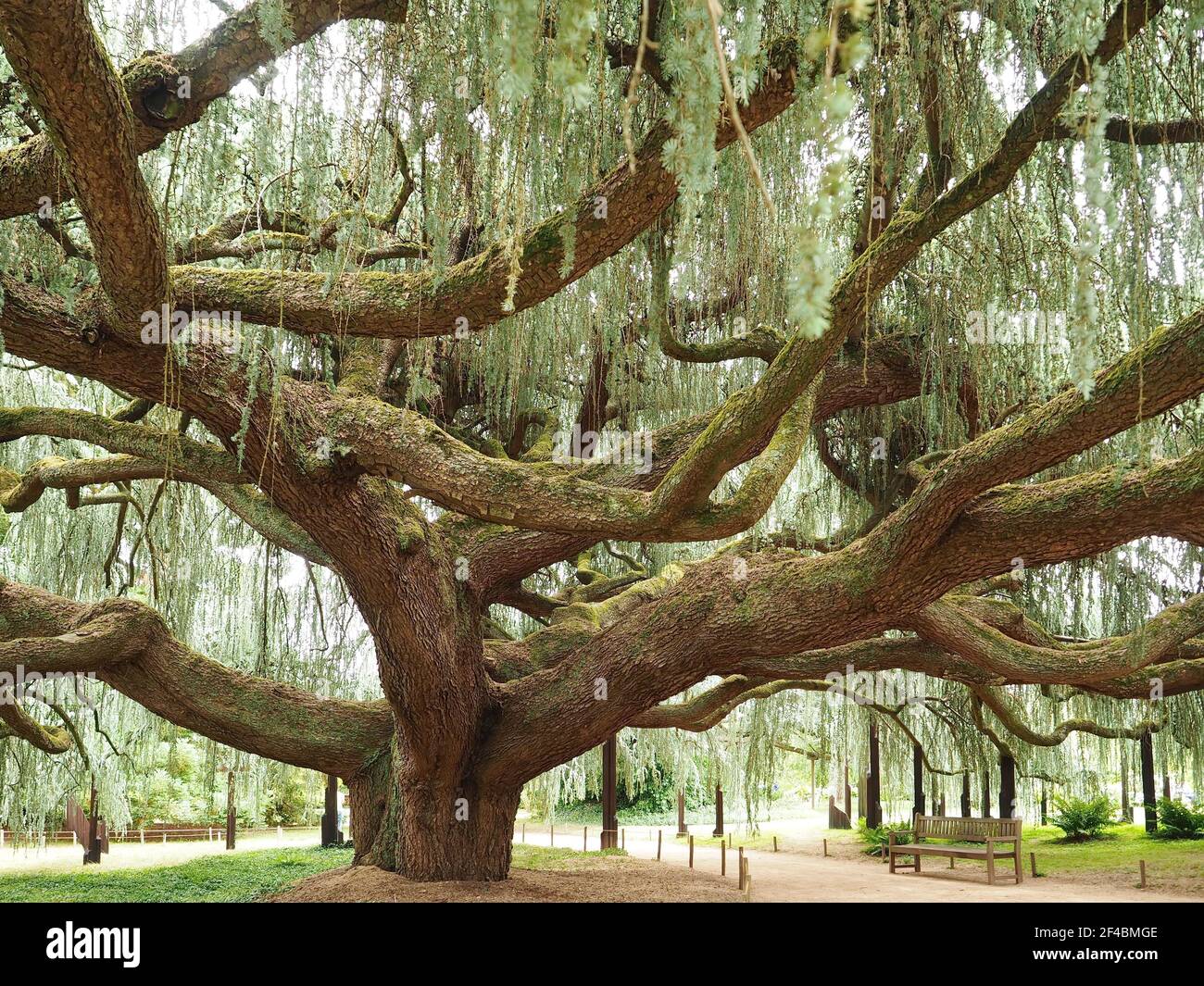 Cèdre bleu pleurant de l'atlas à Vallee-aux-loups à Châtenay-Malabry, hauts-de-Seine, Île-de-France, France Banque D'Images