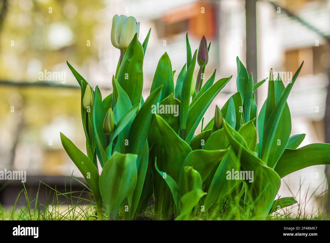 Fleurs printanières dans un jardin. Tulipe blanche avec pétales. Plante au printemps quand le soleil brille. Feuilles vertes avec tiges vertes. Ouvertes et fermées Banque D'Images