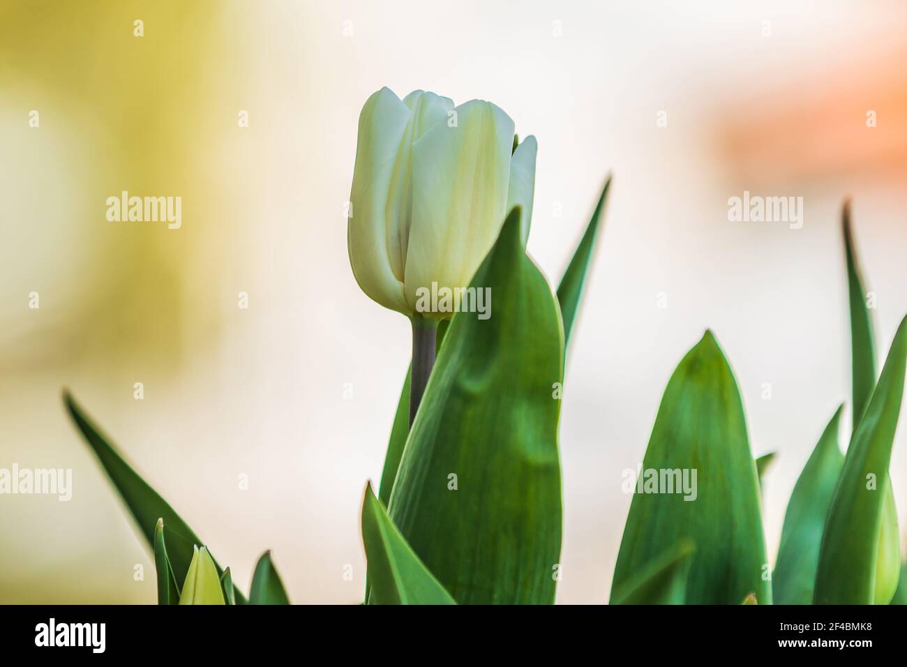 tulipe blanche avec pétales et détail. Plante au printemps quand le soleil brille. Feuilles vertes et fleurs blanches avec tiges de plantes vertes. Fleurs ouvertes de t Banque D'Images