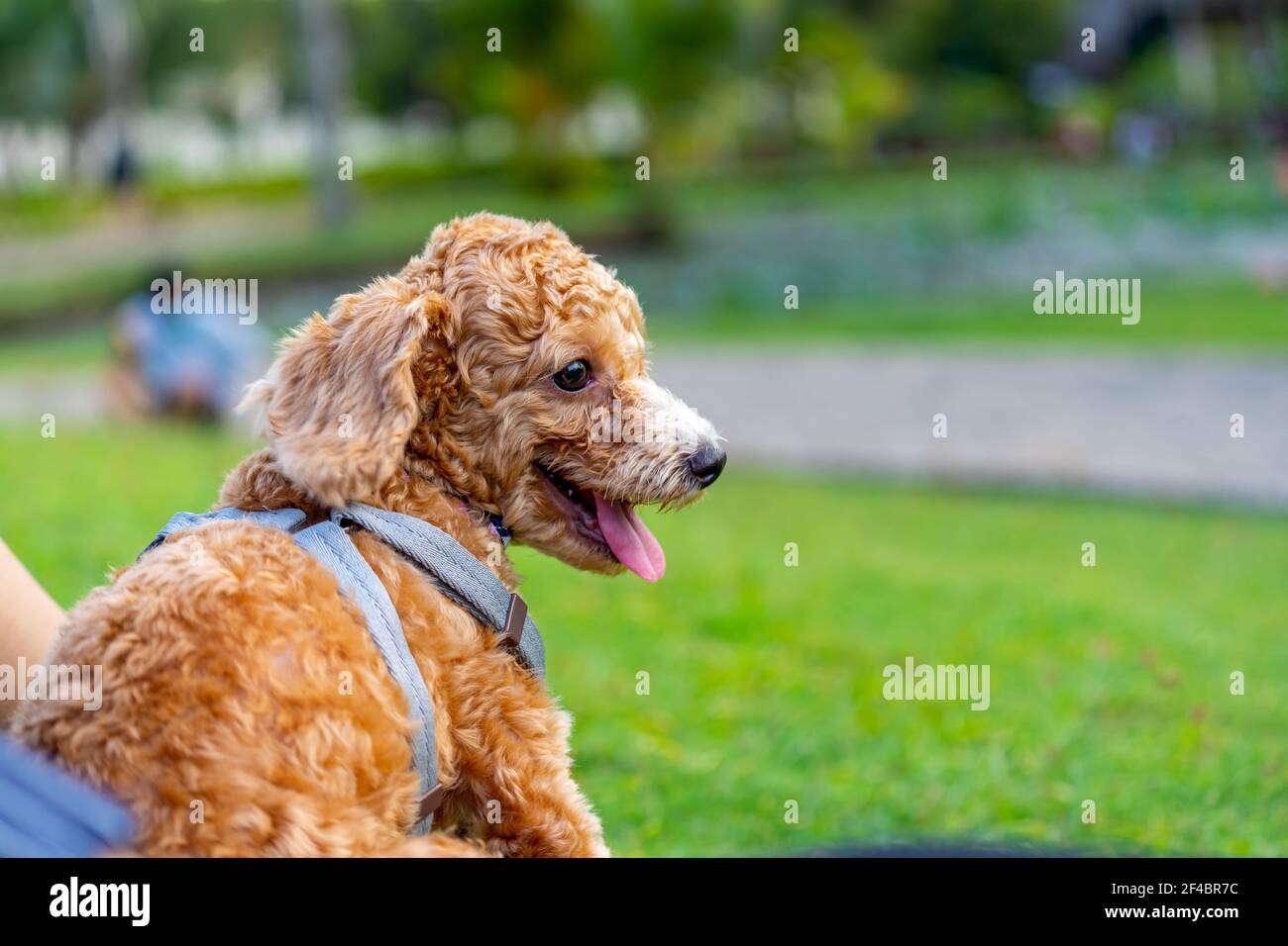 Portrait d'un petit chien en forme de coolé avec une fourrure bouclés le parc Banque D'Images