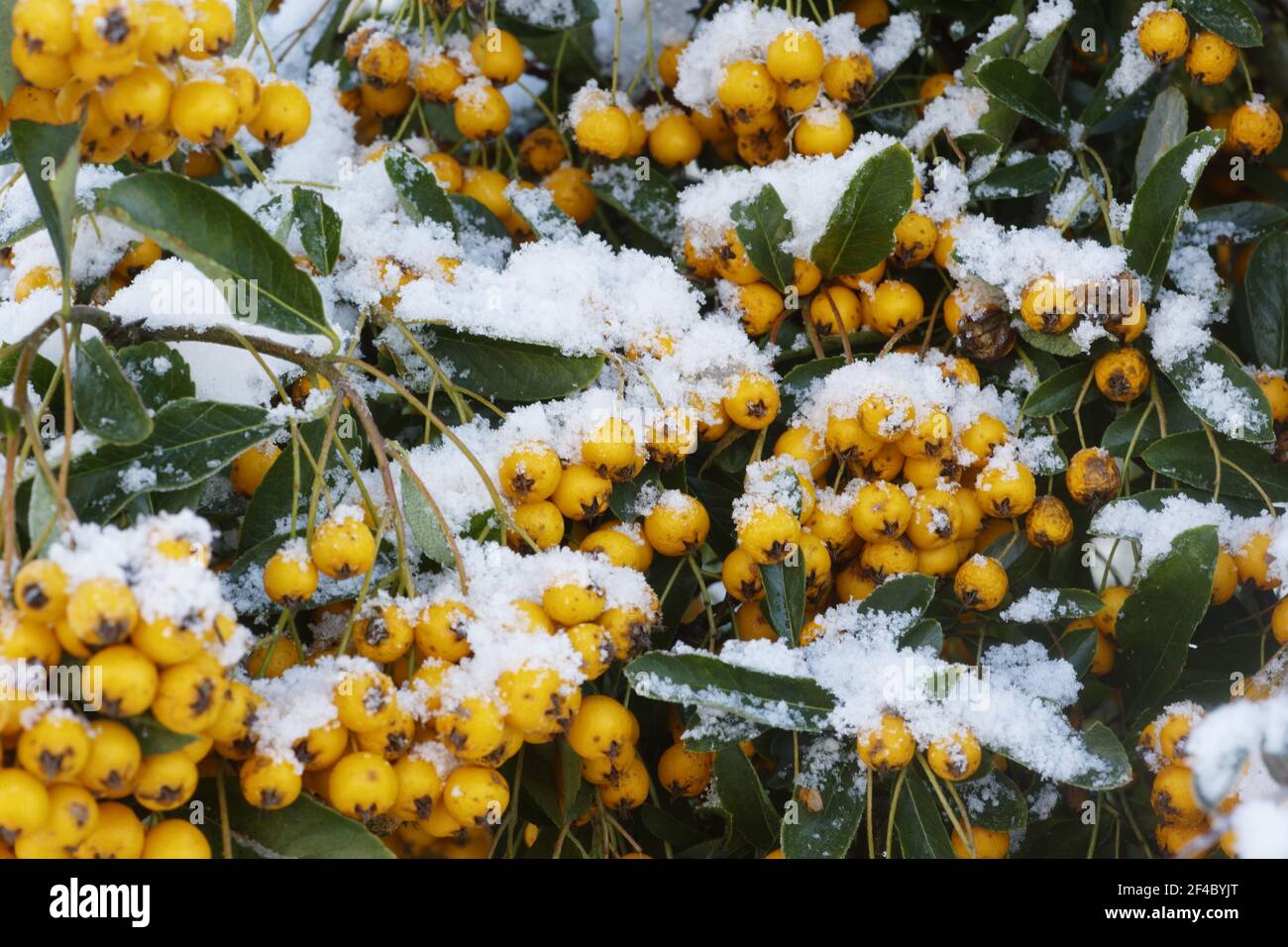 Pyracantha Berries avec SnowEssex, Royaume-Uni PL002004 Banque D'Images