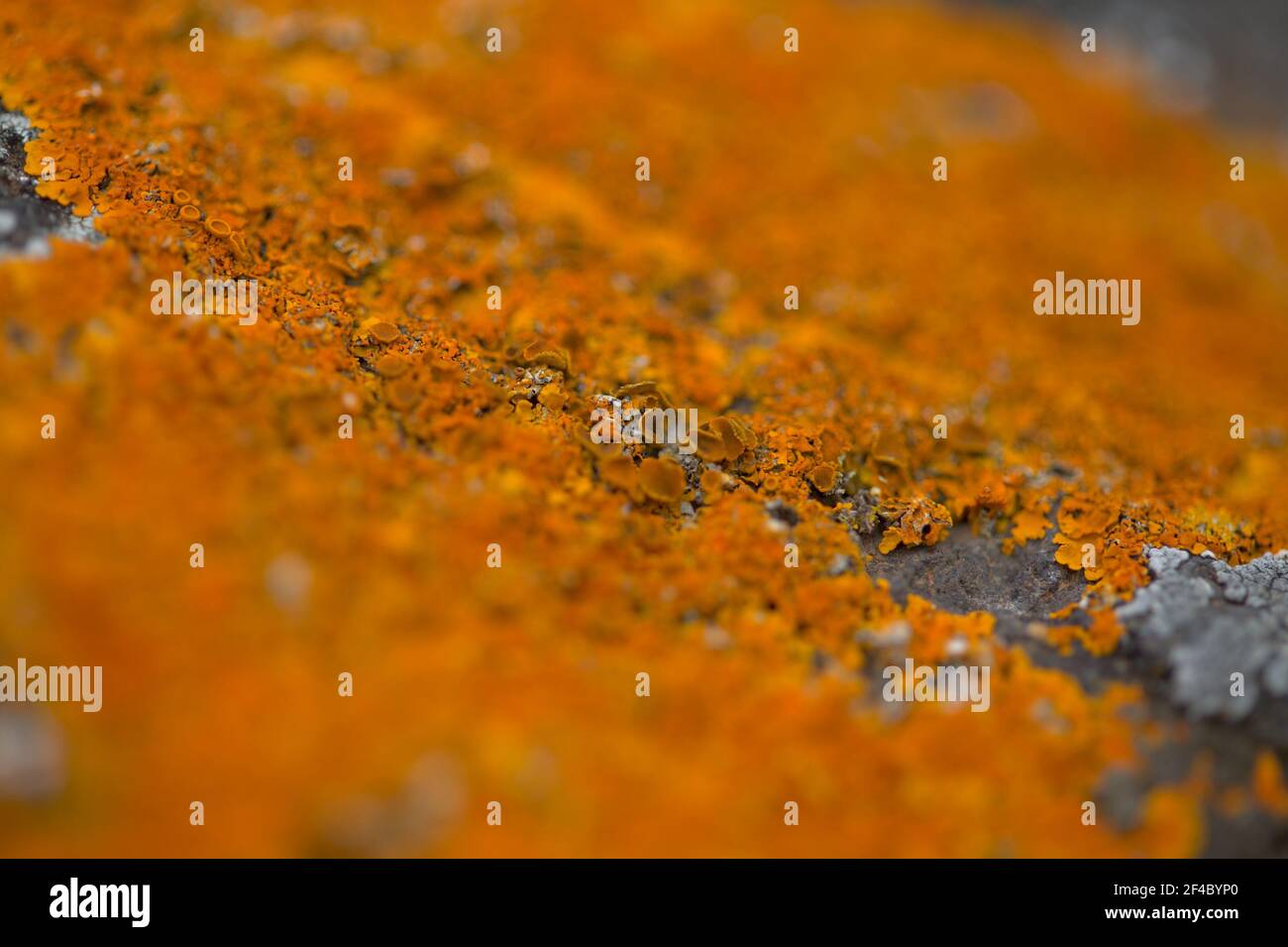 Orange vif Caloplaca marina aka Orange Sea Lichen sur le rocher, les pluies récentes ont ravivé le corps végétatif, fond macro naturel Banque D'Images