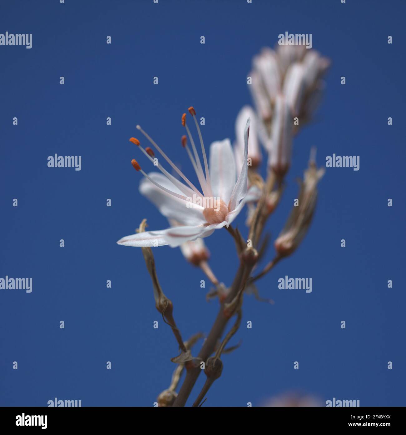 Flore de Gran Canaria - Asphodelus ramosus, également connu sous le nom d'asphodel ramifié fond floral Banque D'Images