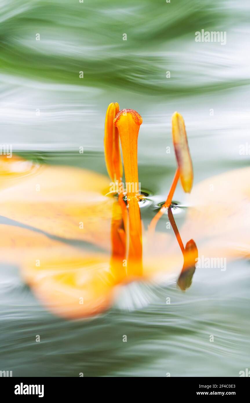 Détail de la fleur de nénuphars sur l'eau Banque D'Images
