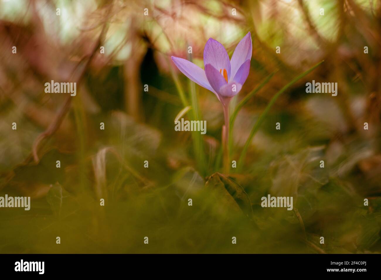 Fleur de printemps tôt - crocus Banque D'Images