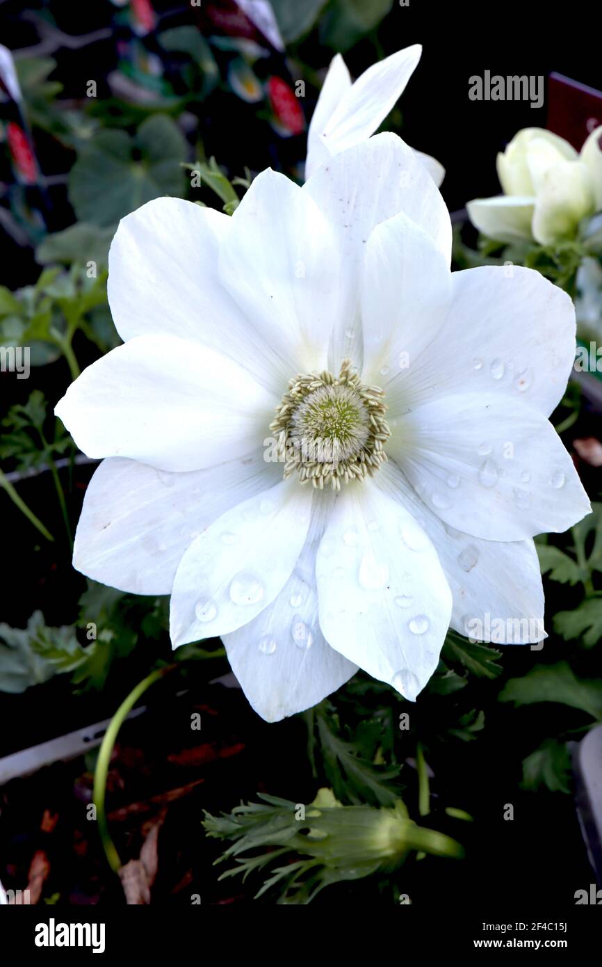 Anemone coronaria ‘Harmony White’ White coquelicot anemone ‘la mariée’ – fleur semi-double blanche au centre vert, mars, Angleterre, Royaume-Uni Banque D'Images