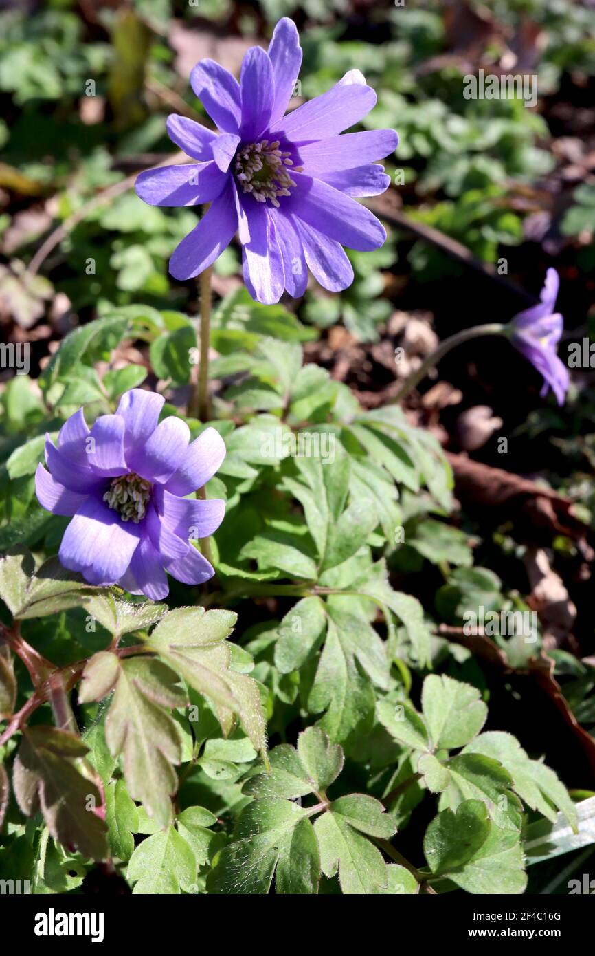 Anemone apennina ‘Petrovac’ Anémone bleue – fleurs bleu mauve à la marguerelle avec feuillage ferny, mars, Angleterre, Royaume-Uni Banque D'Images Anemone apennina ‘Petrovac’ Anémone bleue – fleurs bleu mauve à la marguerelle avec feuillage ferny, mars, Angleterre, Royaume-Uni Banque D'Images