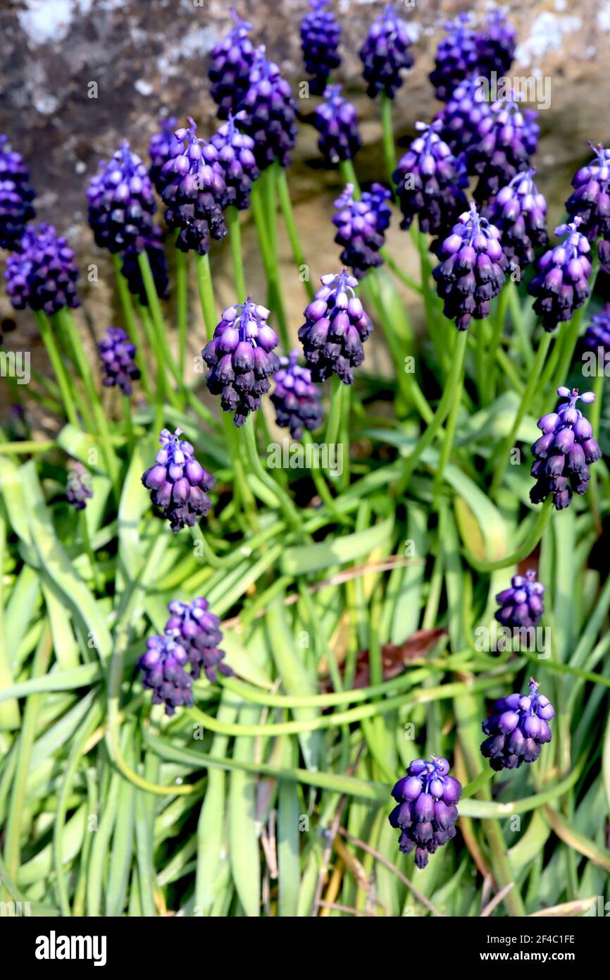 Muscari commutatum jacinthe de raisin foncé - minuscules fleurs bleu violet et noir violet en forme d'urne, mars, Angleterre, Royaume-Uni Banque D'Images