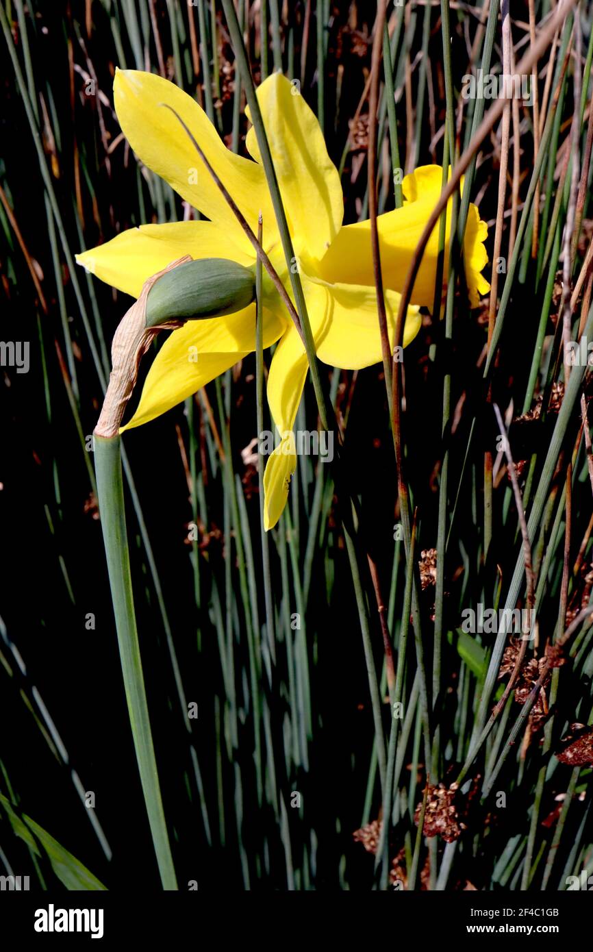 Narcisse 'Peeping Tom' Division 6 Cyclamineus daffodils Peeping Tom daffodil - pétales jaunes et longue trompette jaune, mars, Angleterre, Royaume-Uni Banque D'Images