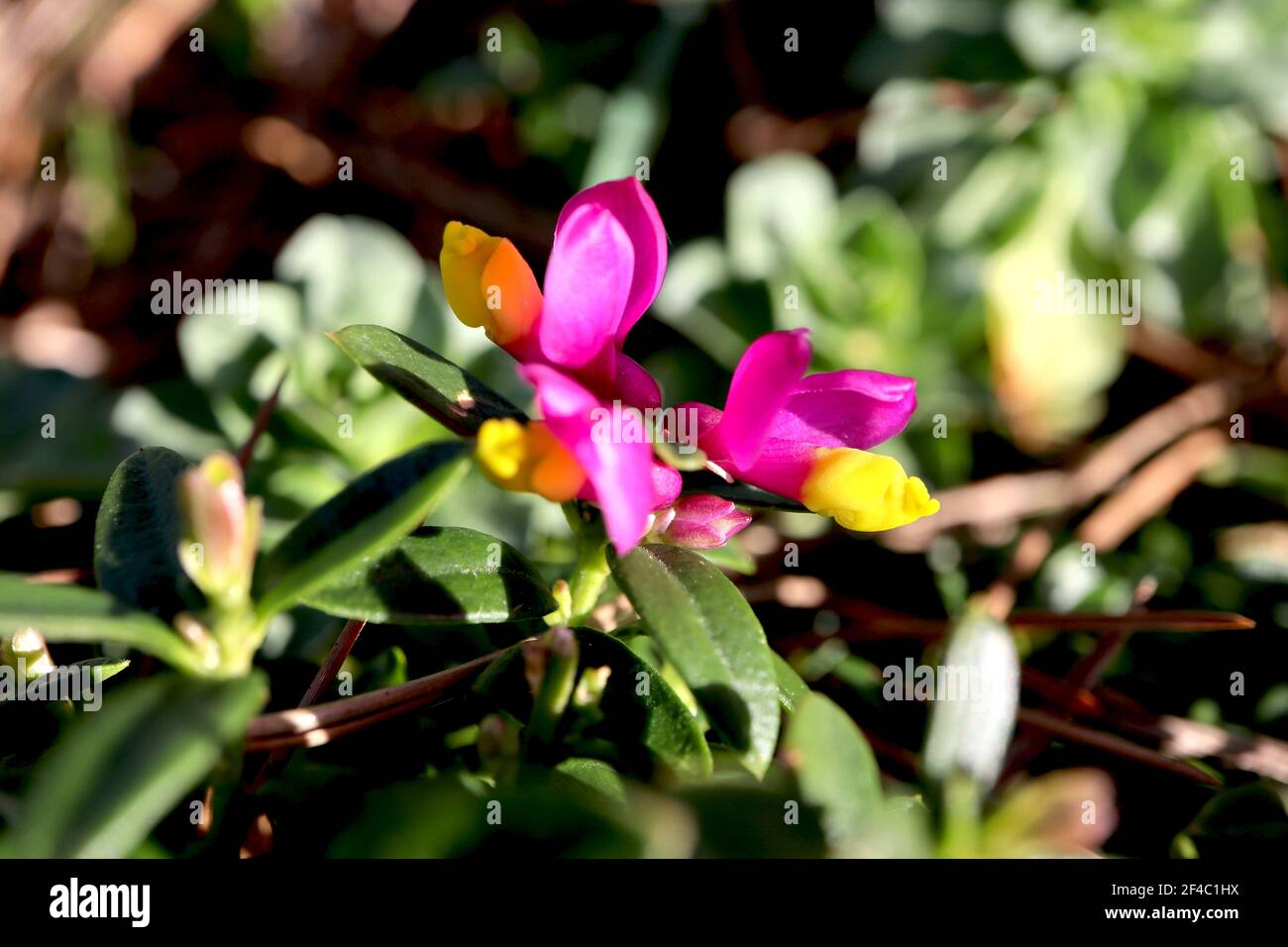 Polygaloides chamaebuxus shrubby milkwort – fleurs roses et jaunes au-dessus des feuilles vertes, mars, Angleterre, Royaume-Uni Banque D'Images