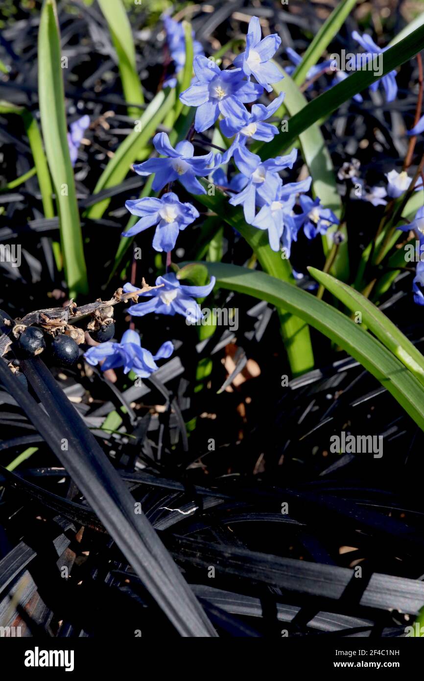 Scilla forbesii (chionodoxa) Squill de Forbes – fleurs bleues ouvertes en forme de cloche avec yeux blancs, mars, Angleterre, Royaume-Uni Banque D'Images