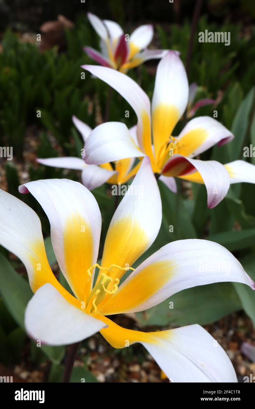 Tulipa ‘Ice Stick’ Kaufmanniana 12 Ice Stick tulipe – tulipes blanches ouvertes aux flammes violettes et grises, base jaune, mars, Angleterre, Royaume-Uni Banque D'Images