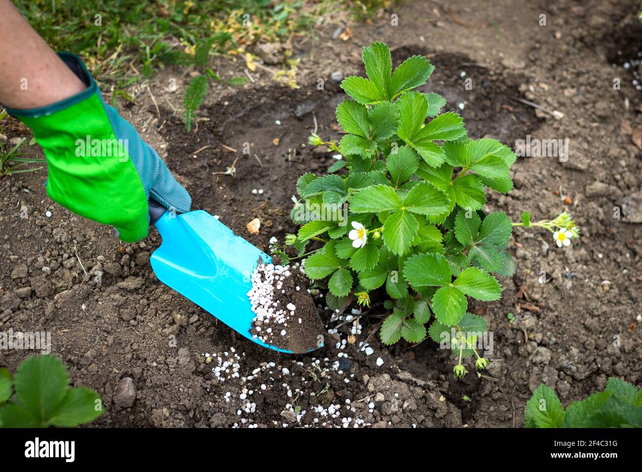 Agriculteur donnant de l'engrais granulé à de jeunes plants de fraises. Jardin biologique cultivé. Banque D'Images