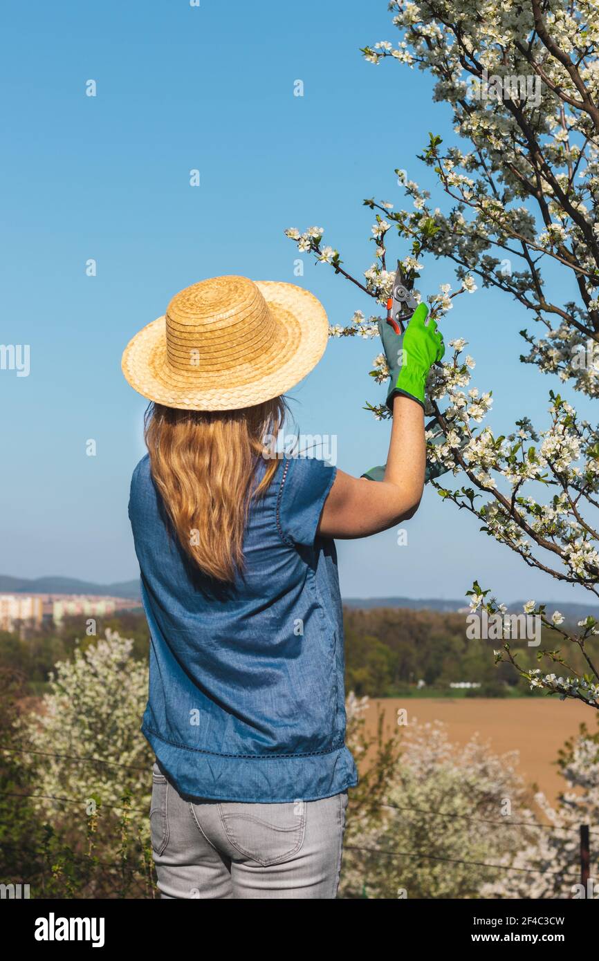 Agriculteur coupant une branche d'arbre fruitier en fleurs à l'aide de sécateurs. Jardinage dans le verger au printemps. Banque D'Images