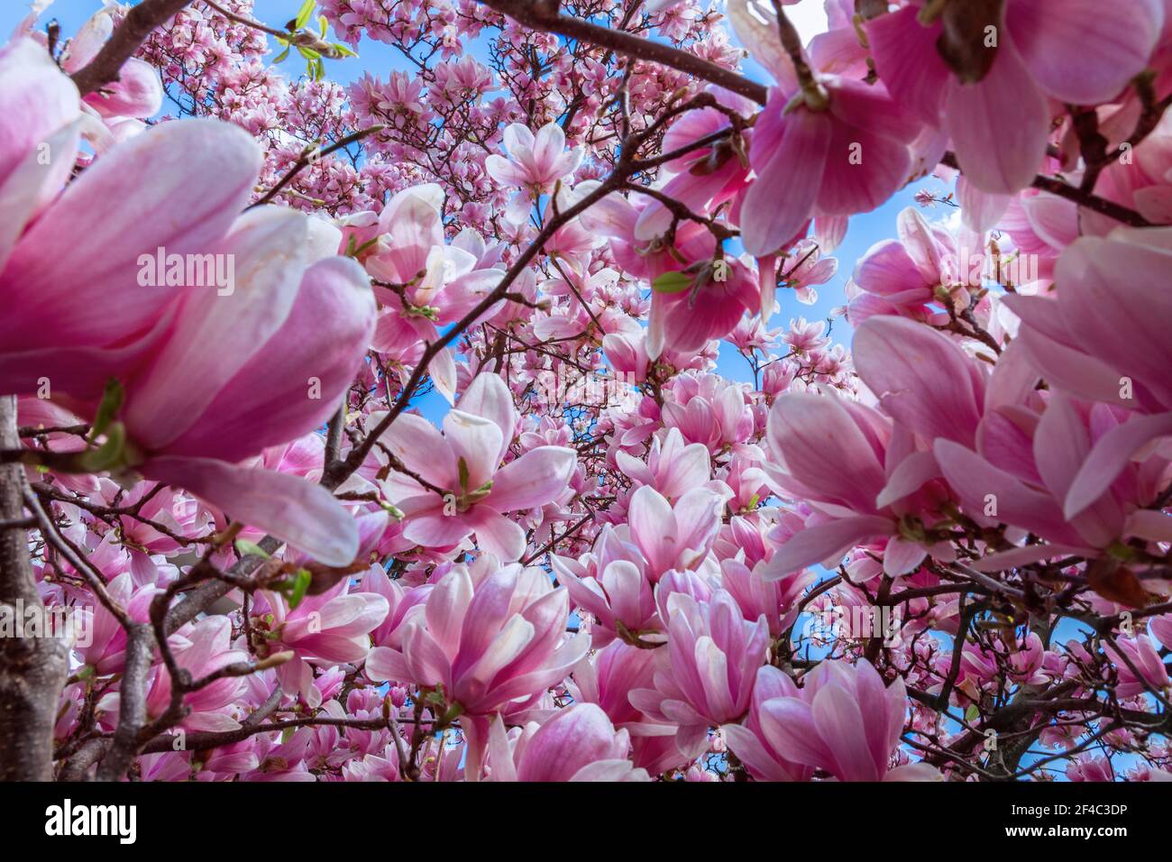 Fond naturel de fleurs de magnolia rose (foyer sélectif) Banque D'Images